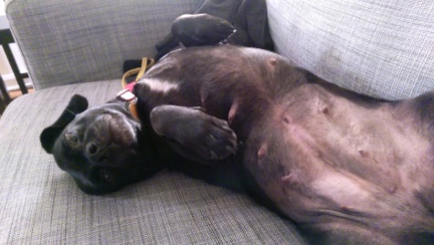 Abby the black puggle's belly