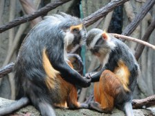 Monkeys in the Bronx Zoo - New York City
